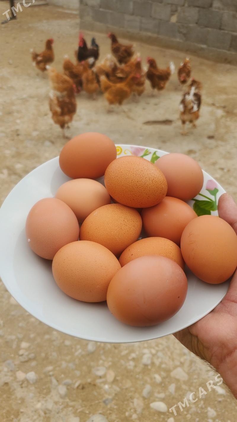 Lohman brown ýumurtga - Балканабат - img 1