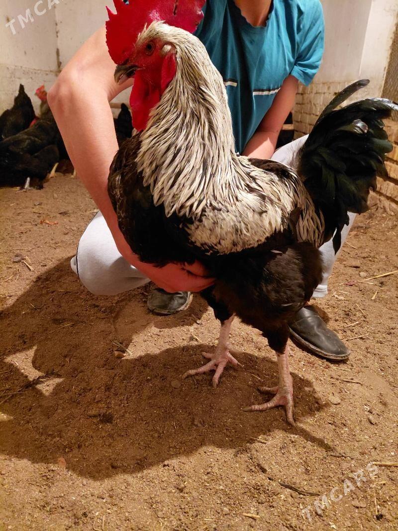 Gigant horaz - Керки - img 1