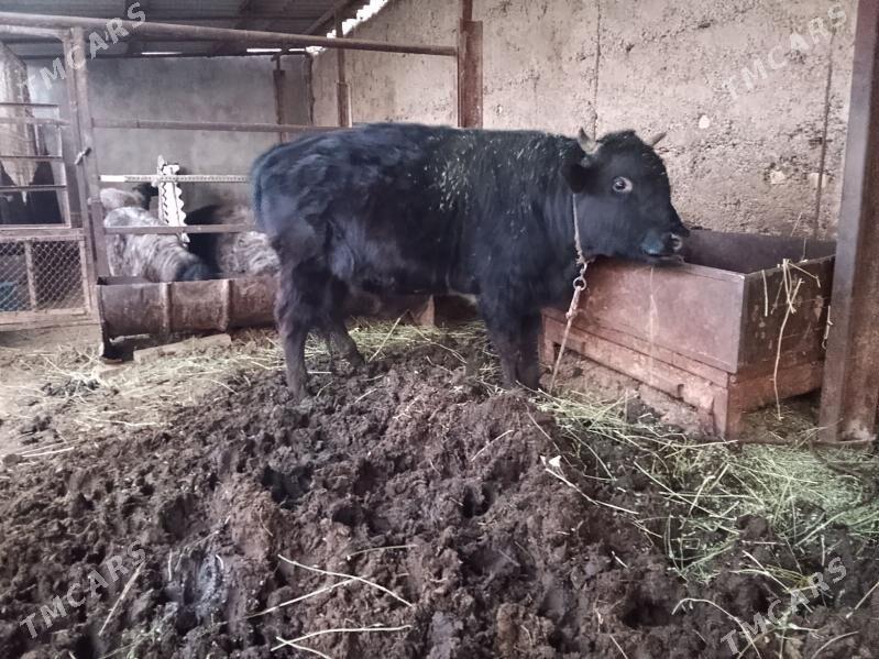 Göle, goýunlar - Ашхабад - img 1