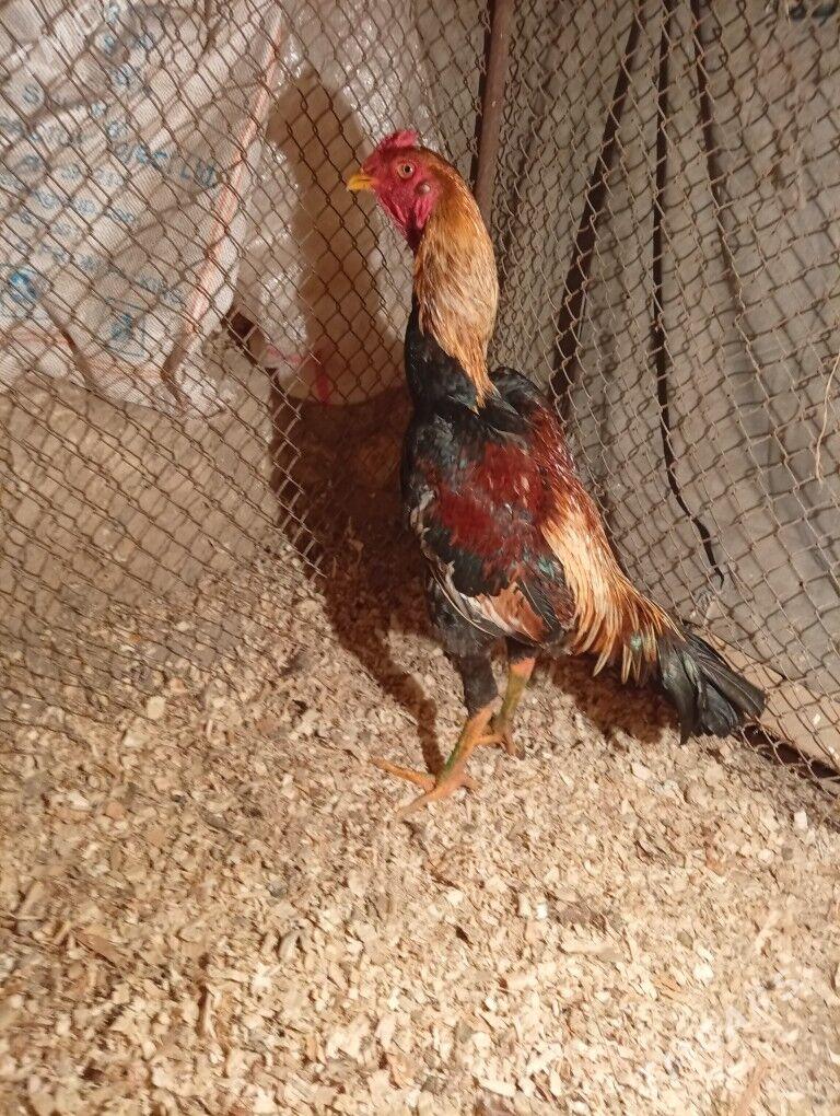 baysy - Дарганата - img 1