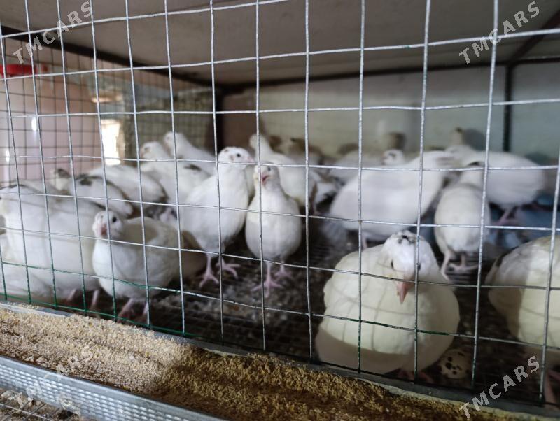 Gigant Tehas Bedene jüýjesi - Gökdepe - img 1