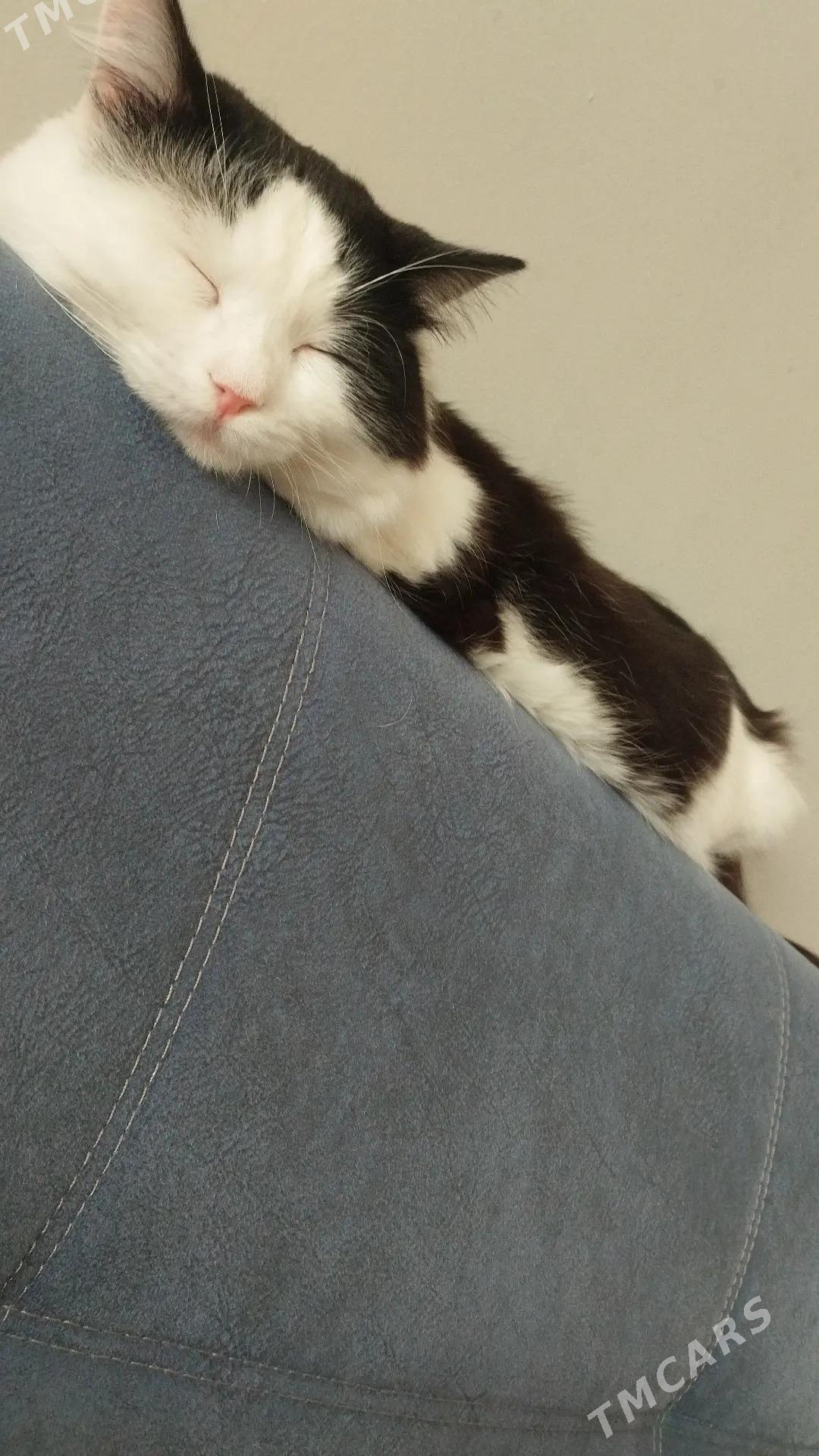 pişiğimiz yitdi - Gurtly - img 1