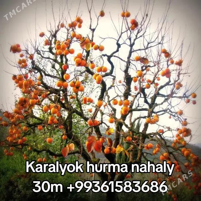 Miweli baglar - Бекреве - img 1