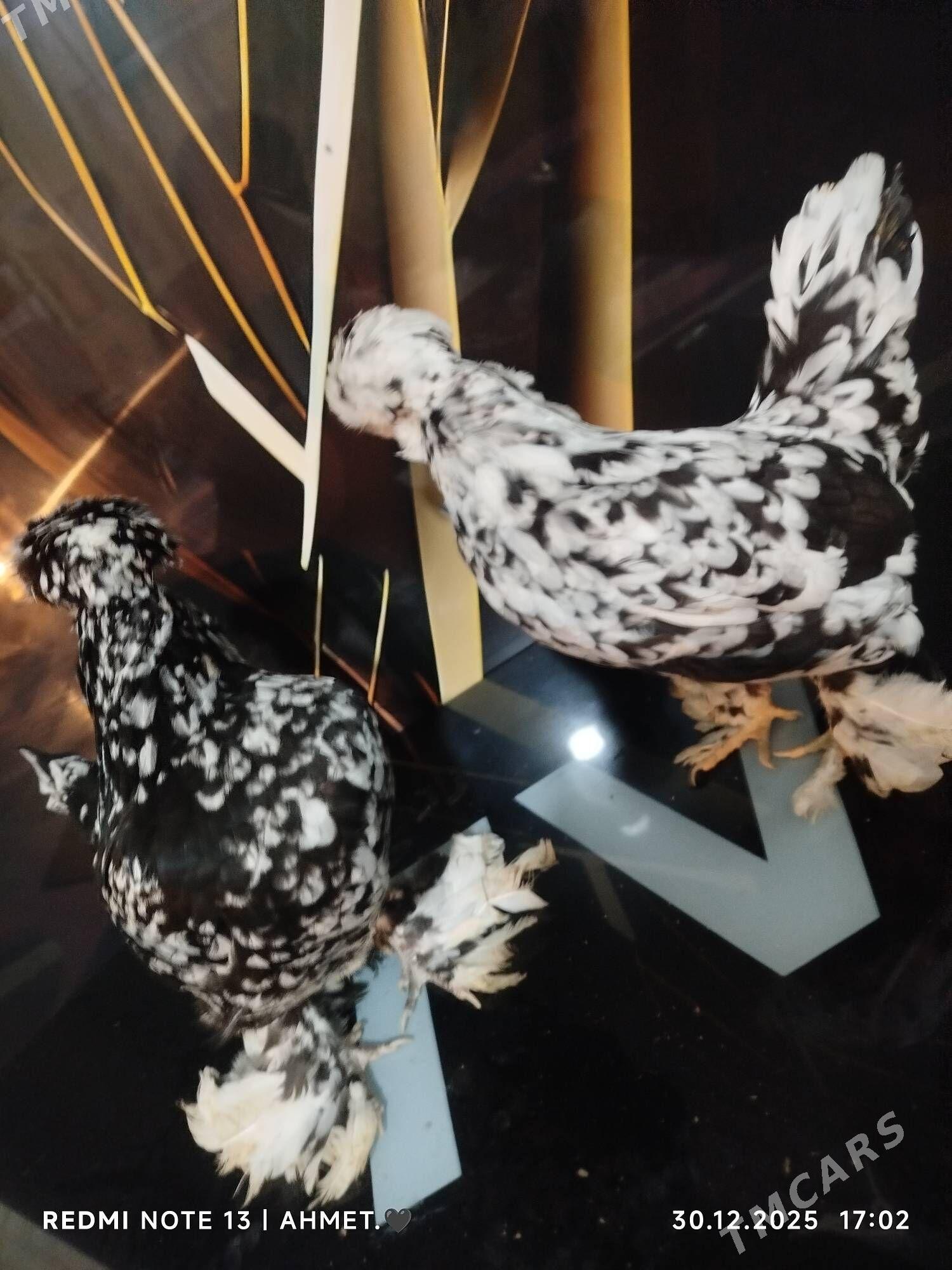 японский КАРЕЙи - Туркменабат - img 1