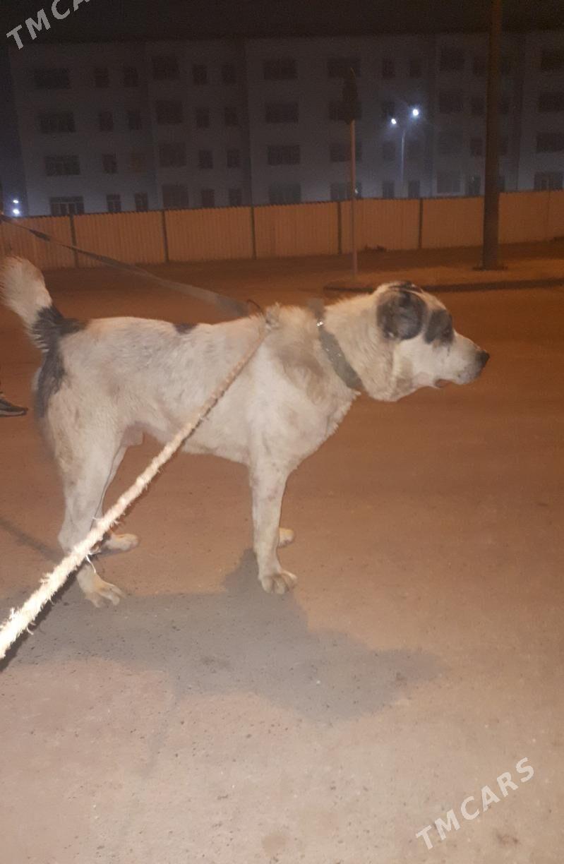 Bandit - Дашогуз - img 1