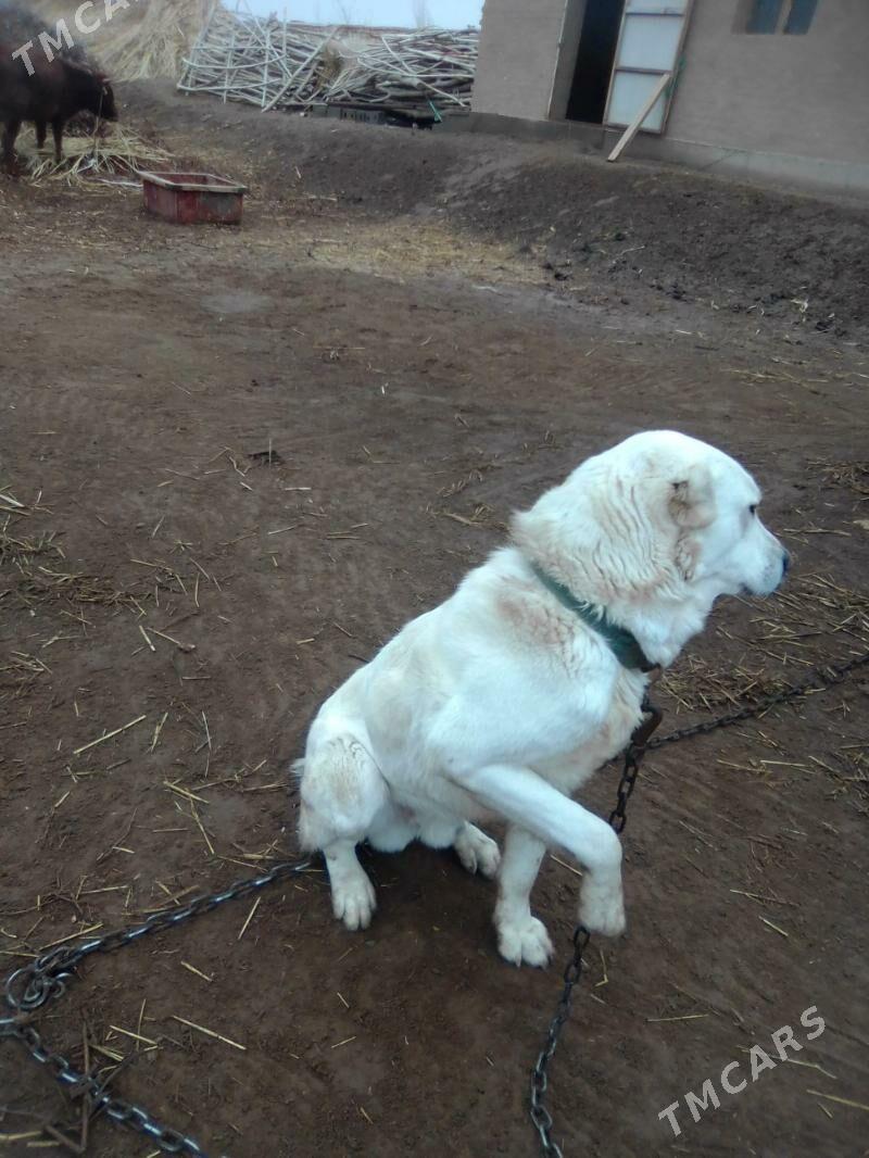 Akbay - Гороглы (Тагта) - img 1