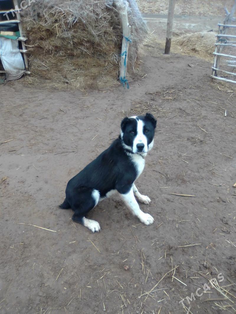 Garagöz - Гороглы (Тагта) - img 1