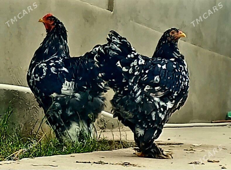 Brama myramyr - Балканабат - img 1