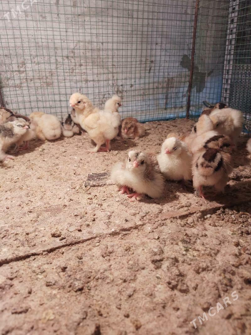 brama jüýje we karlık jüýje - Шатлык - img 1