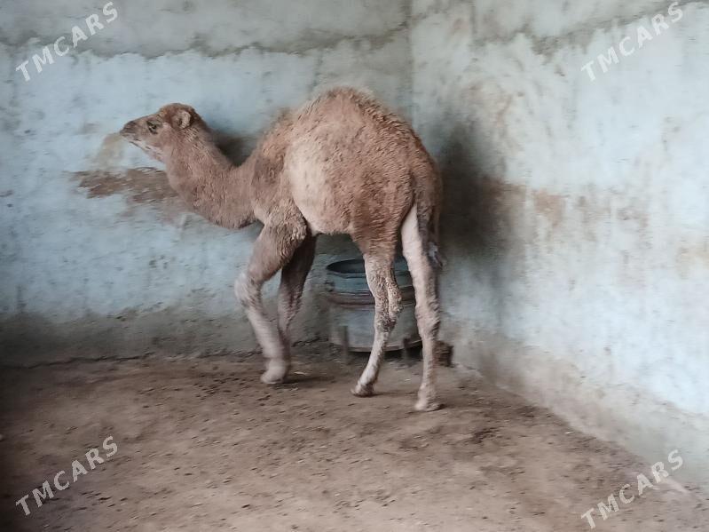 okuz - Gyzylarbat - img 1