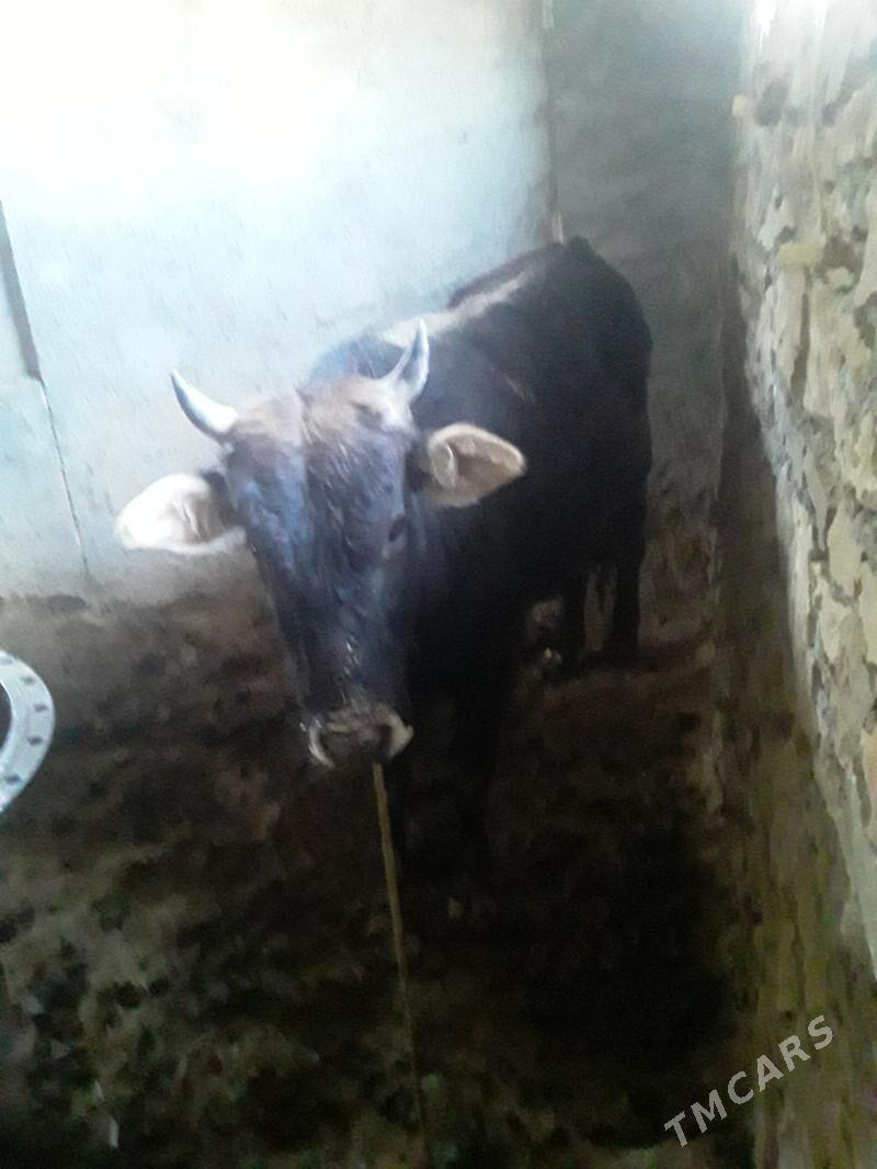 satlyk ökiz - Magdanly - img 1