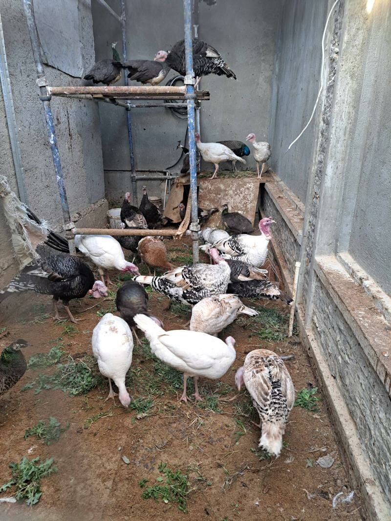 Induk. - Änew - img 1