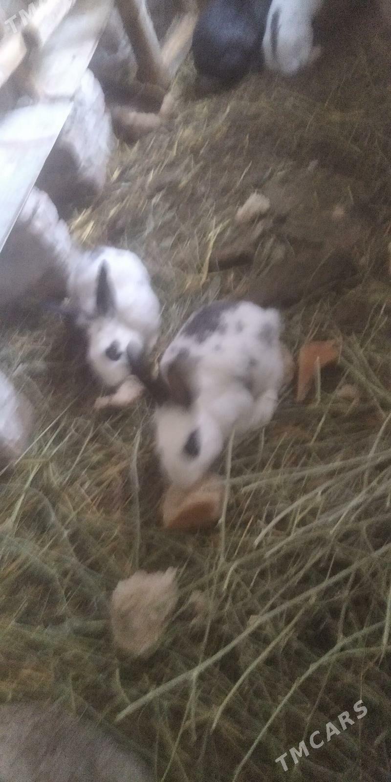 towsan - Gyzylarbat - img 1