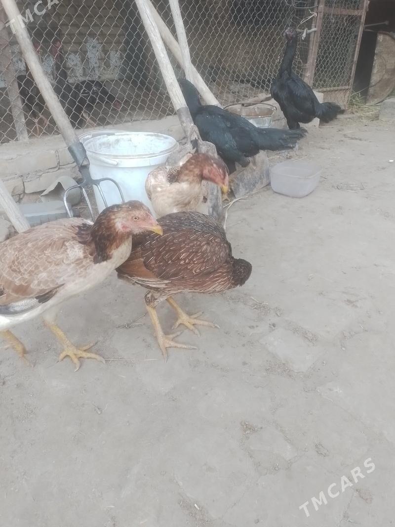 bayes towuk - Çärjew - img 1