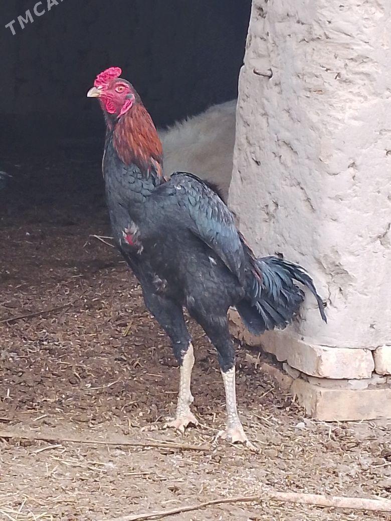 Paroda horaz - Şabat etr. - img 1