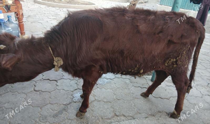 SYGYR TUWE - Aşgabat - img 1