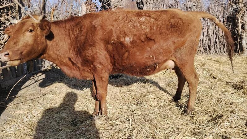 Yetik bogaz - Farap - img 1