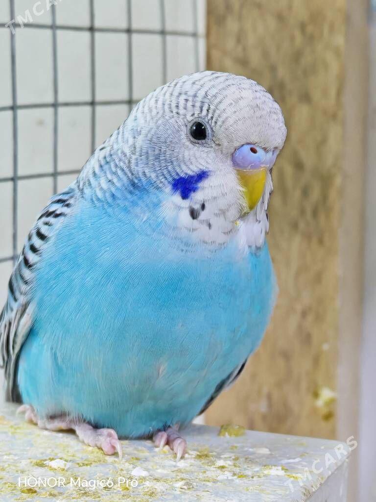 Попугай totyguş - Туркменабат - img 1