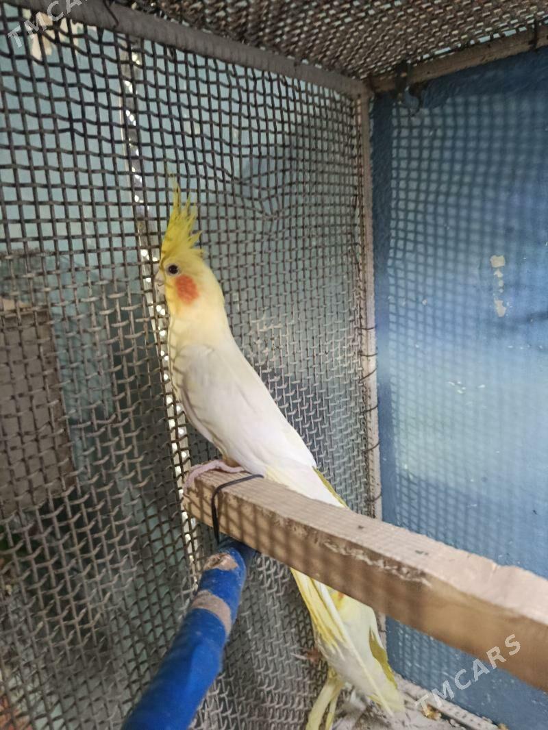 satlyk karella - Анев - img 1