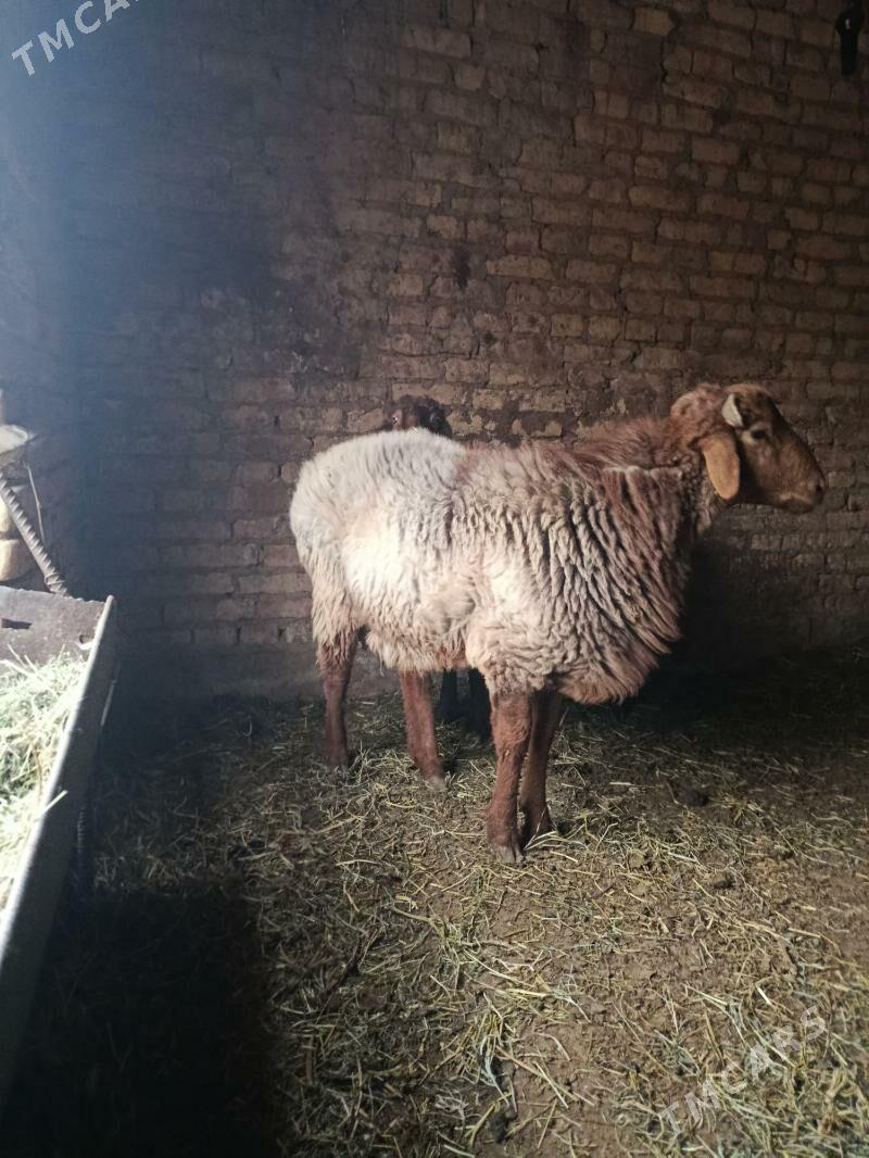 Goc - Чарджоу - img 1