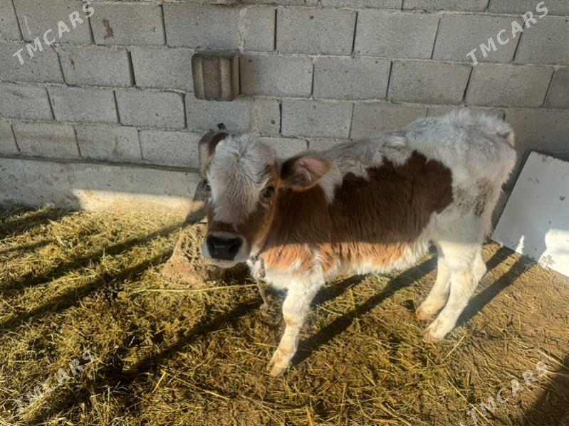 goleli sygyr - Кака - img 1