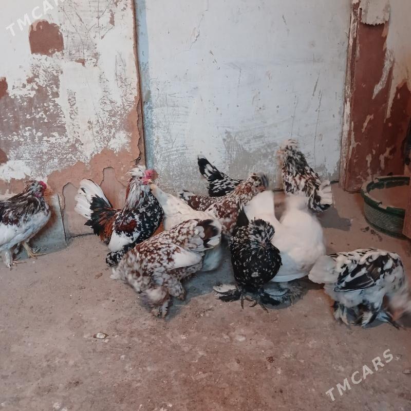 karlik brama ymurtka - Balkanabat - img 1