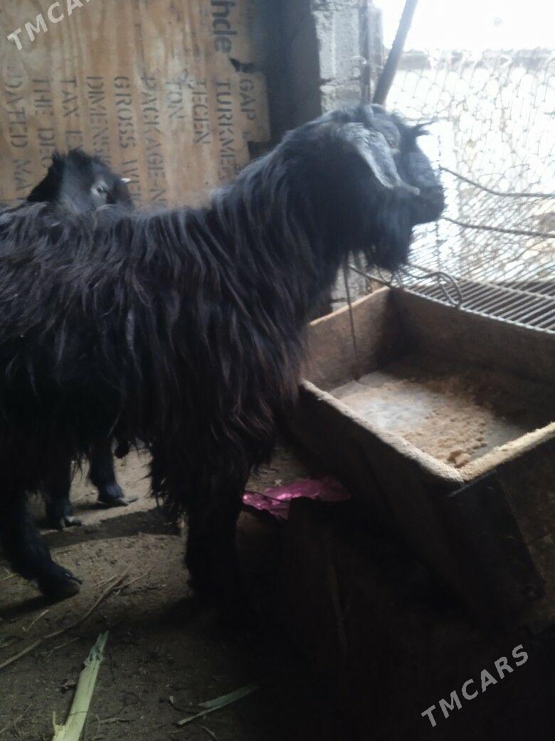 Geci - Теджен - img 1