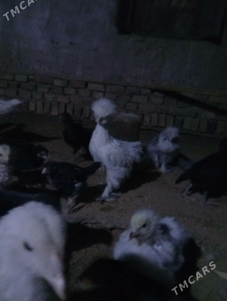 brama troyka - Мары - img 1