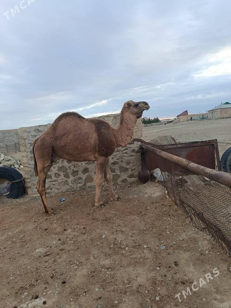 Erkek 6 yasly - Bereket - img 1