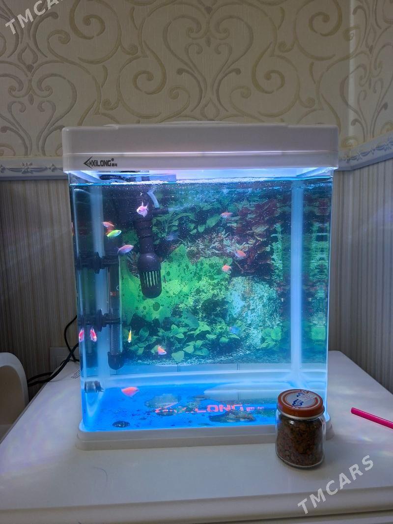 аквриум с рыбками - Гаудан "А" - img 1