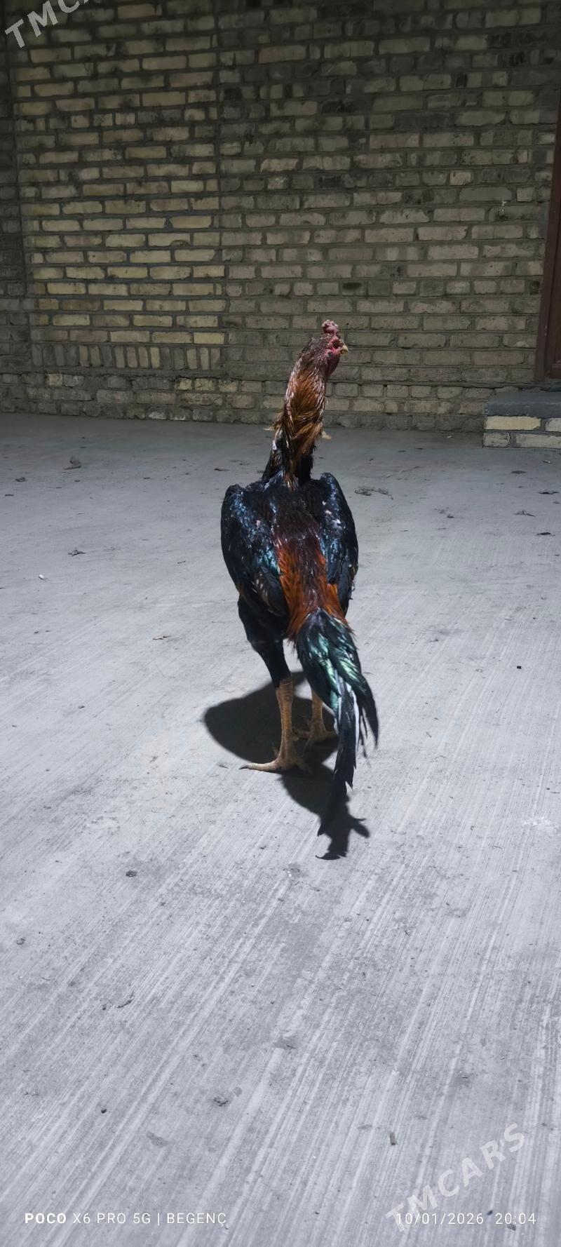 Byrazil - Чарджоу - img 1