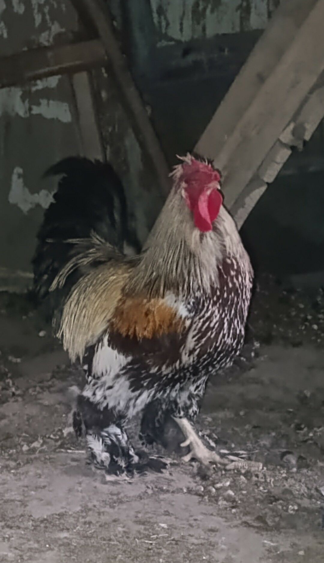 Брама хоразлар - Чарджоу - img 1