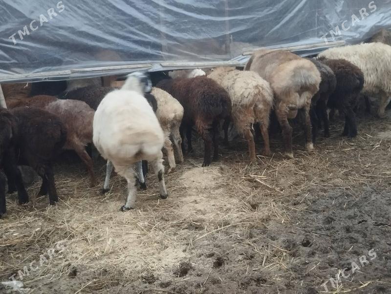 Satlyk bogaz goyun - Türkmenabat - img 1