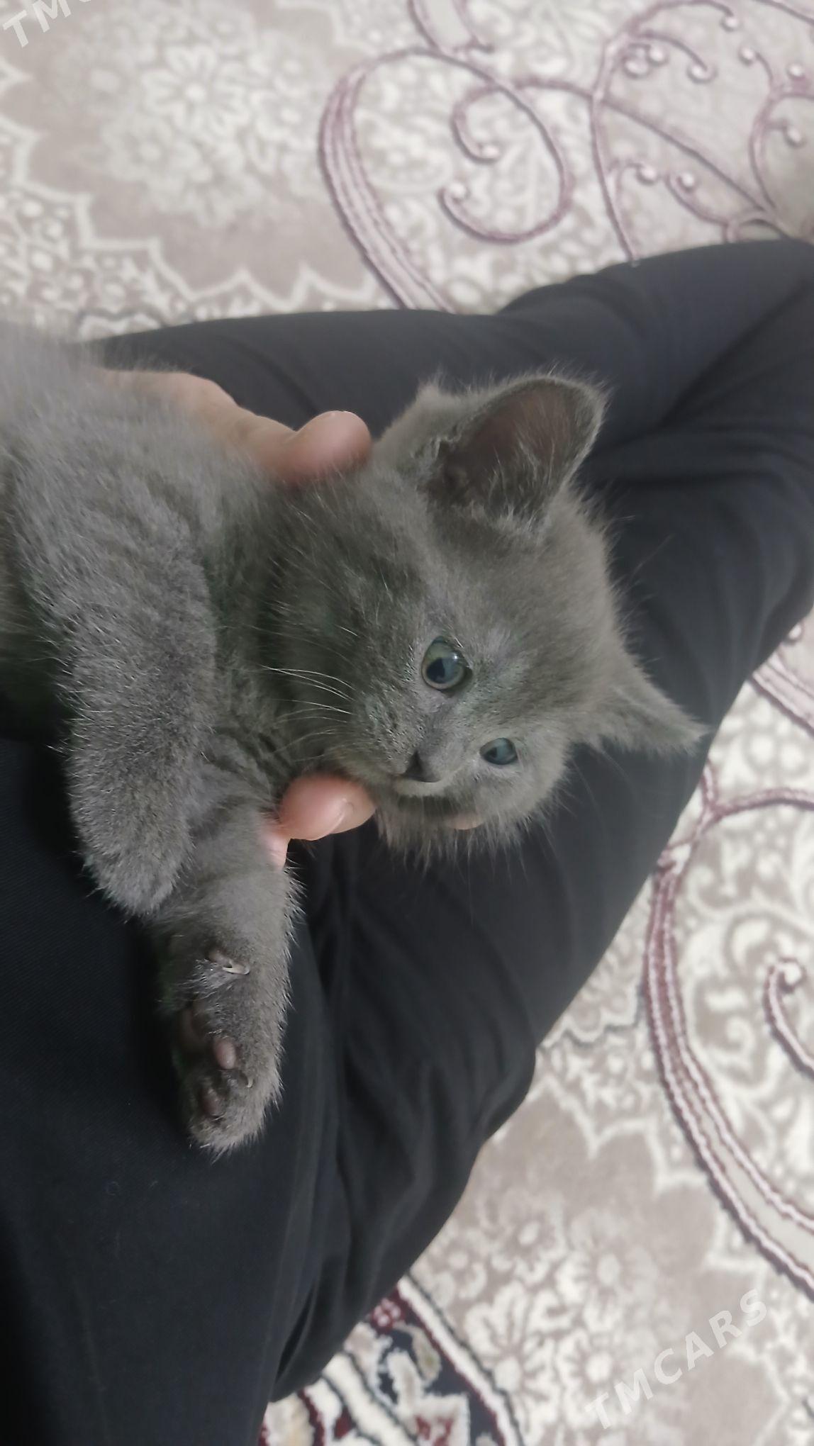 Pişik - Бузмеин ГРЭС - img 1