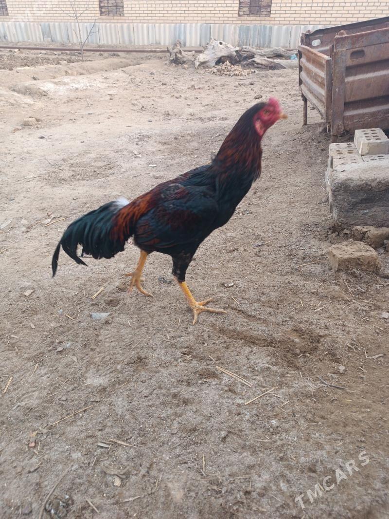 Horoz jùje baýes - Мары - img 1