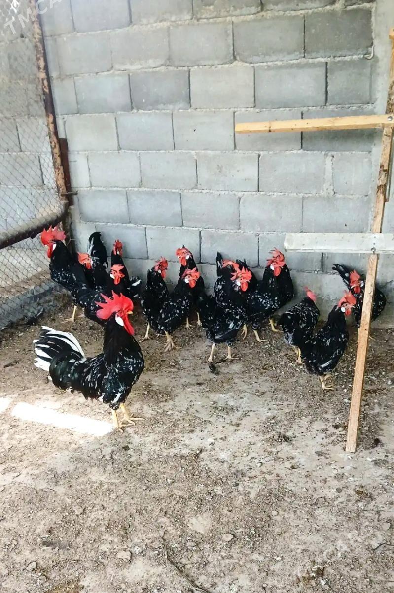 Mramyr ligorin italýan jüýjesi - Gökdepe - img 1