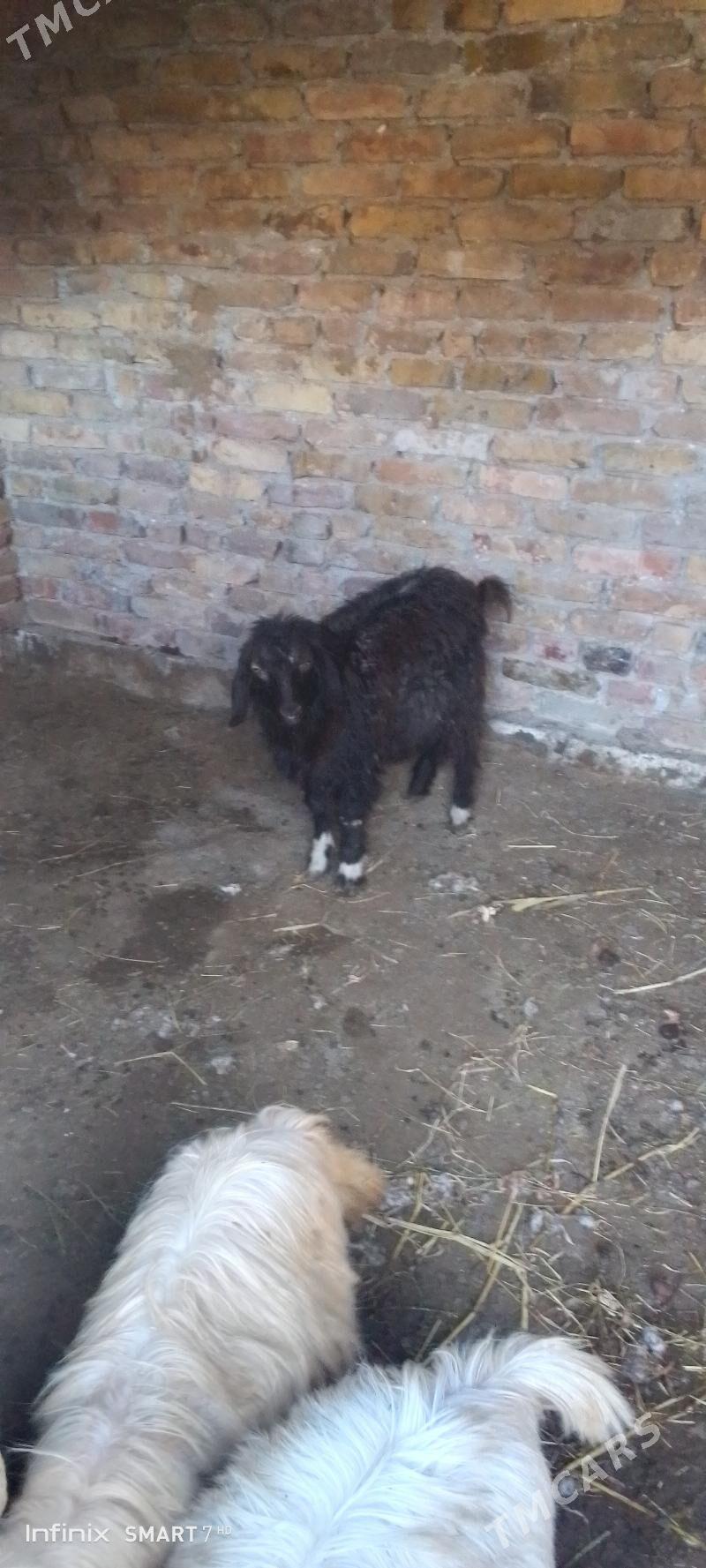 geji - Туркменабат - img 1