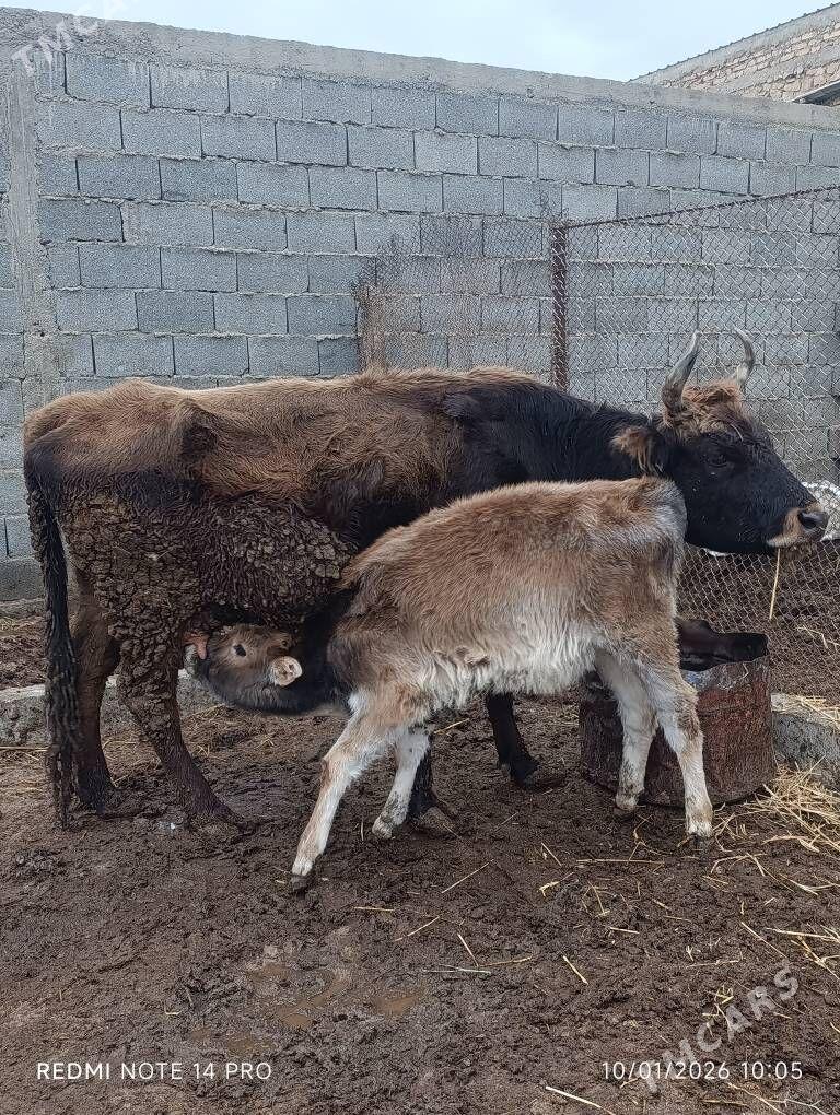 Goleli sygyr - Гызыларбат - img 1