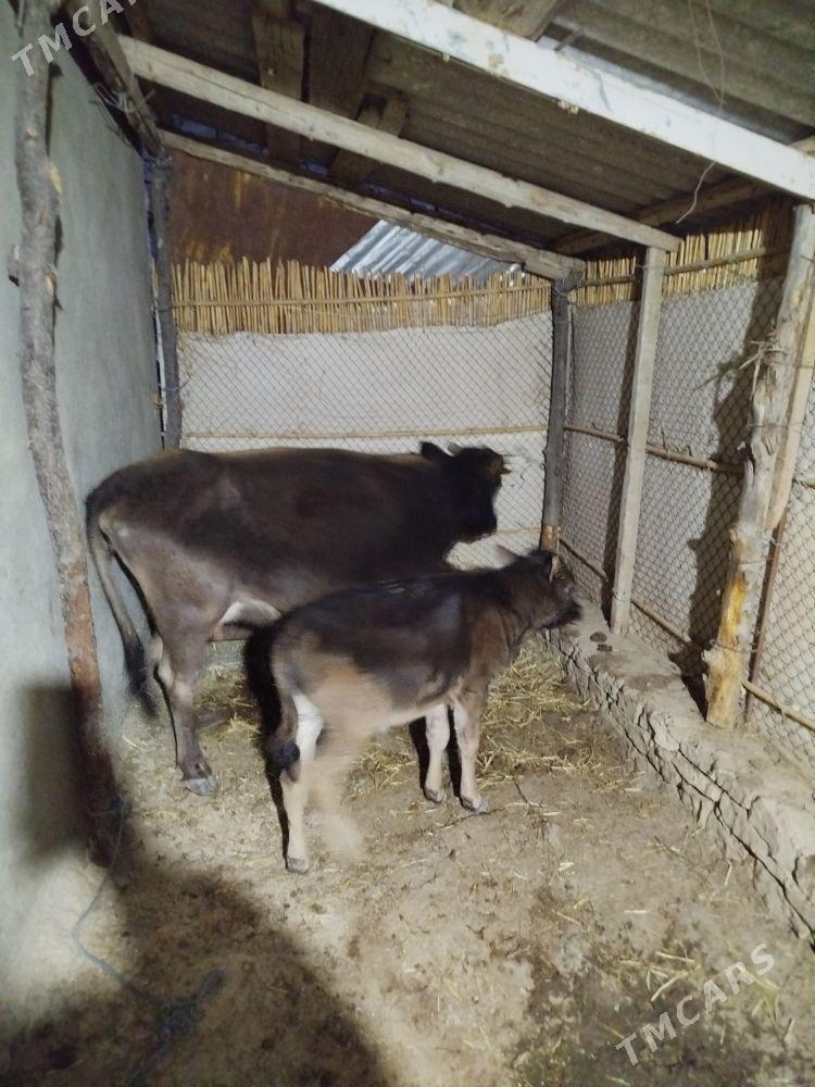 göleli sygyr - Гызыларбат - img 1