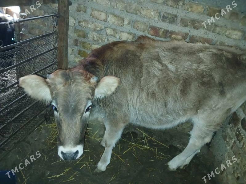 Tuwe - Гызыларбат - img 1