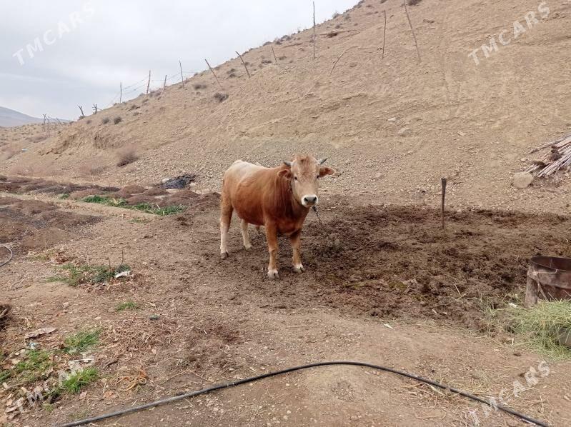 Öküz - Бахарден - img 1