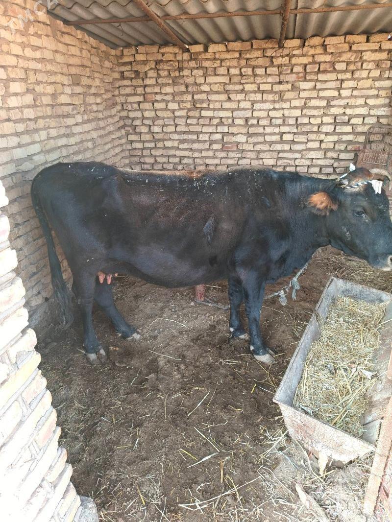 göleli sygyr - Бабадайхан - img 1