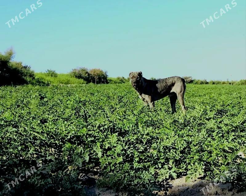 gokca - Шабатский этрап - img 1