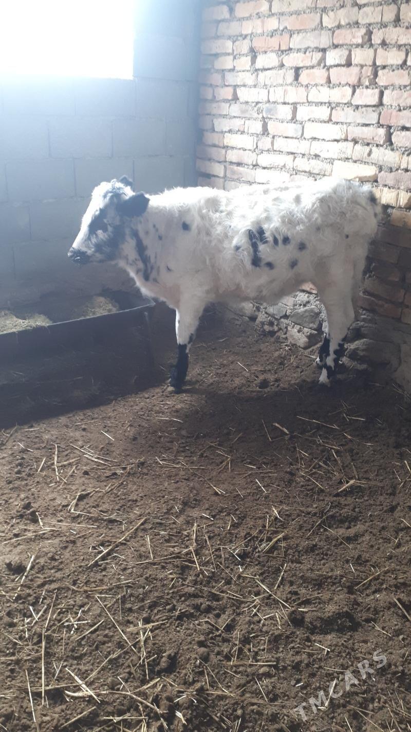 öküzçe 1 - Берекет - img 1