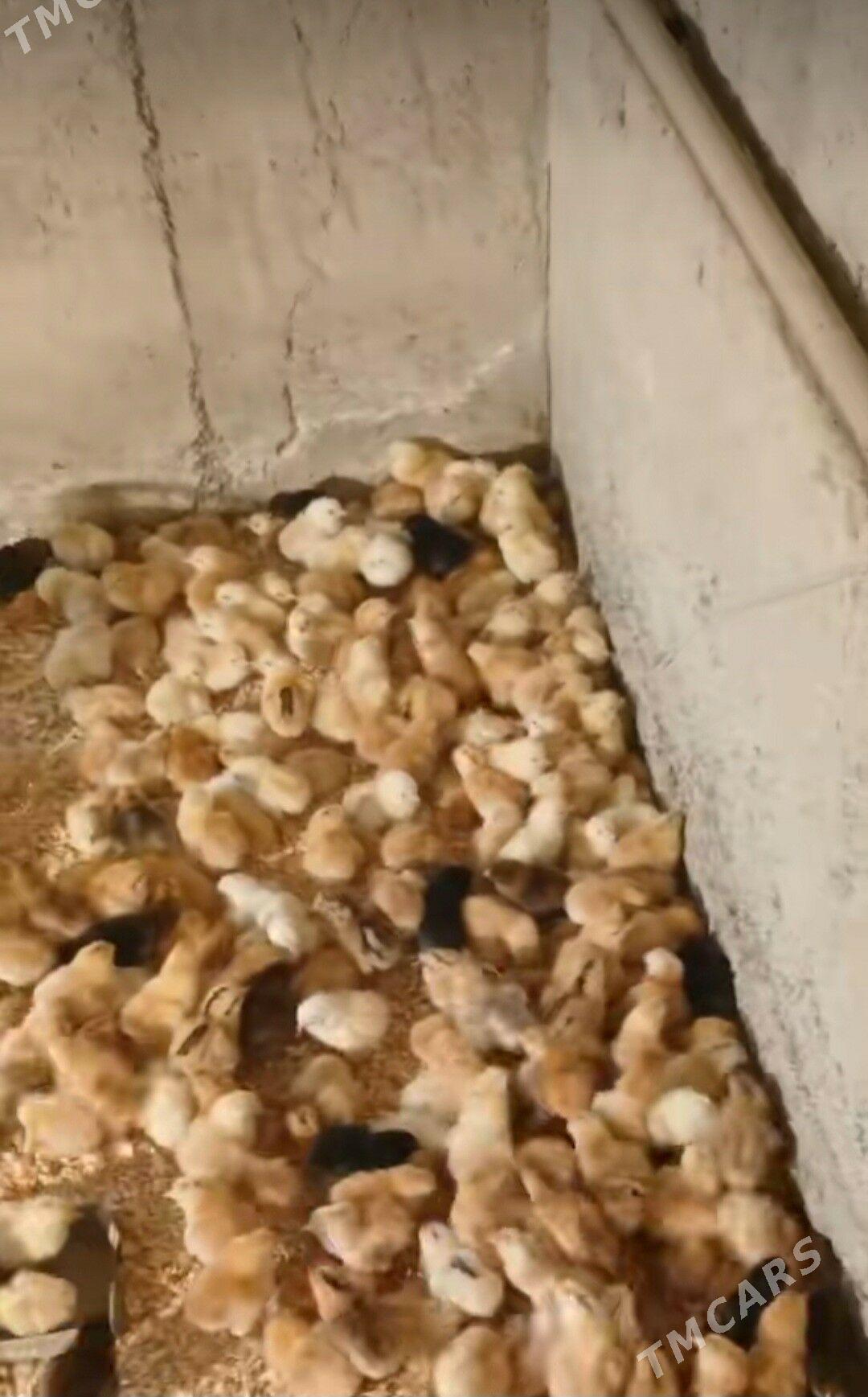 JUYJE - Gumdag - img 1