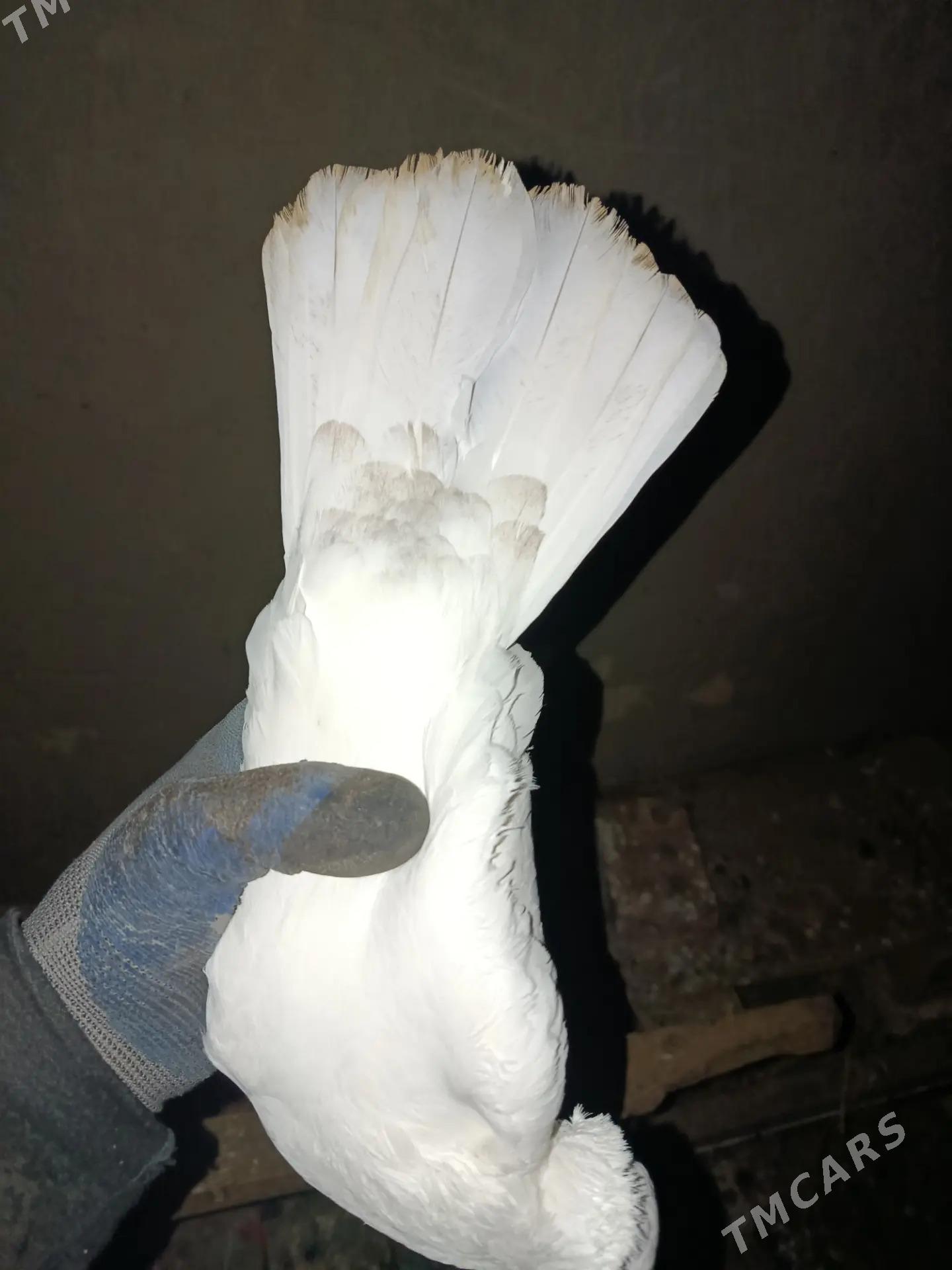 Kepderi - Garagum etraby - img 1