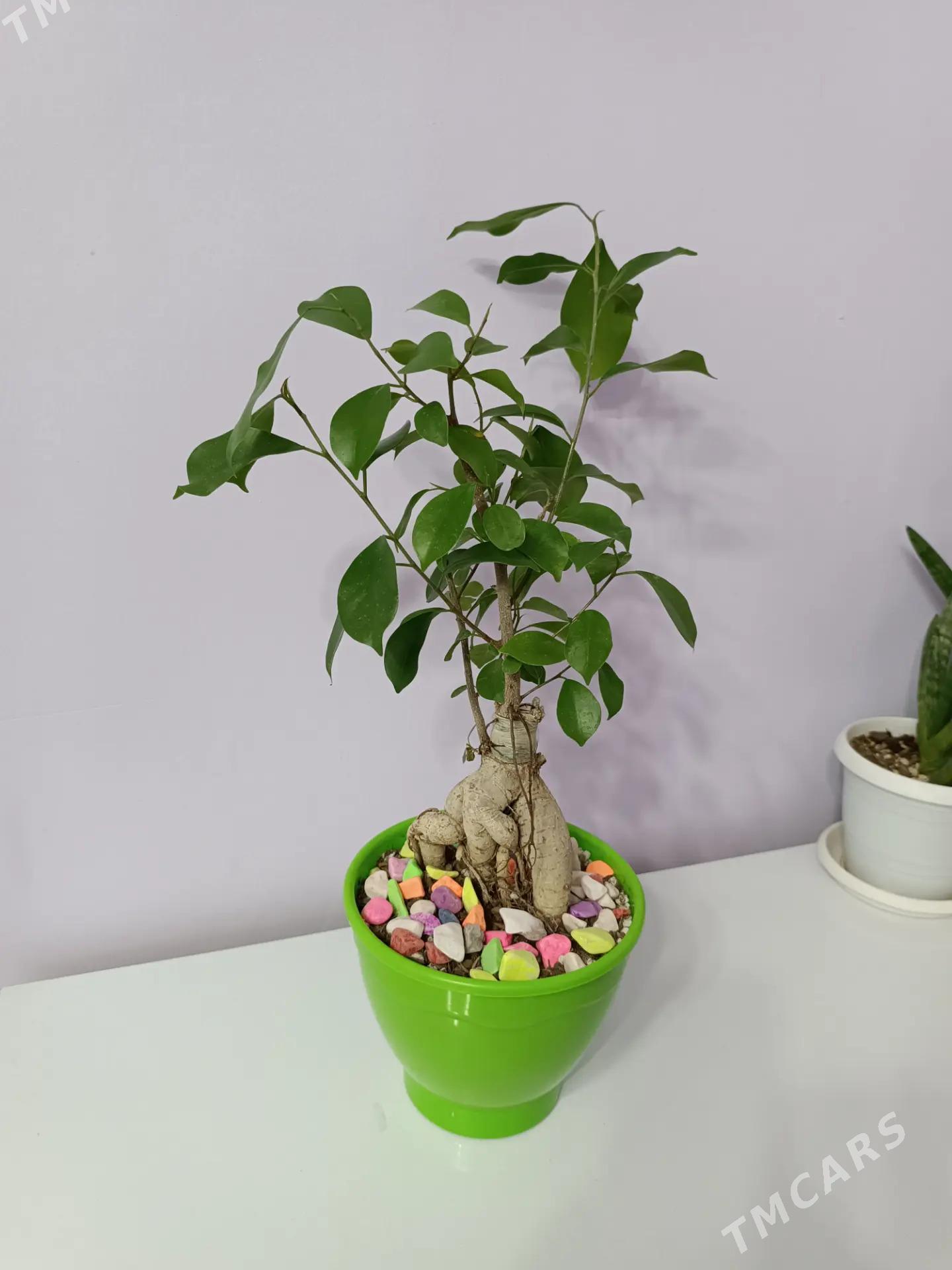 БОНСАЙ - Aşgabat - img 1