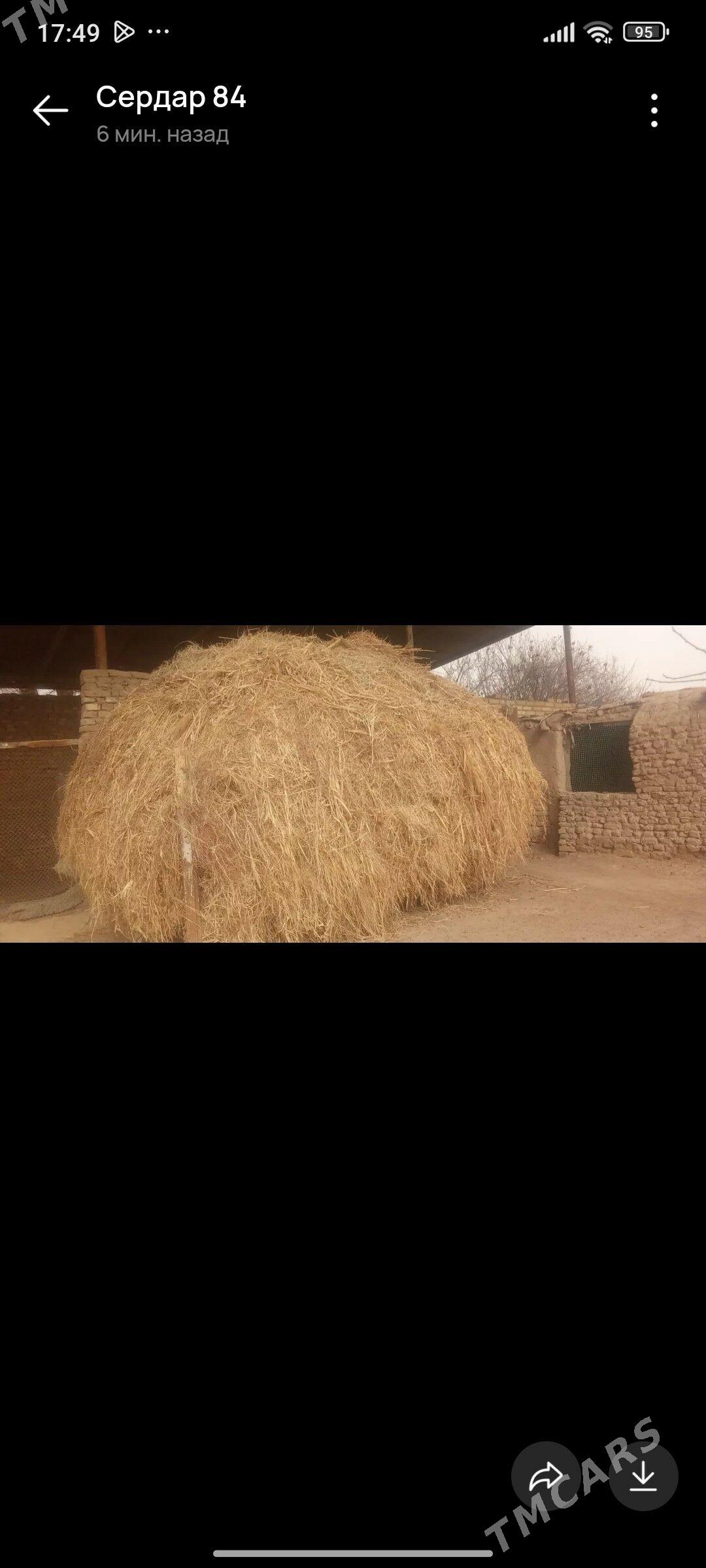 От хащал от - Мары - img 1