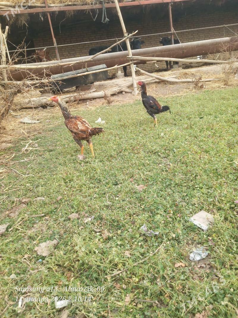 horaz jujeler - Чарджоу - img 1