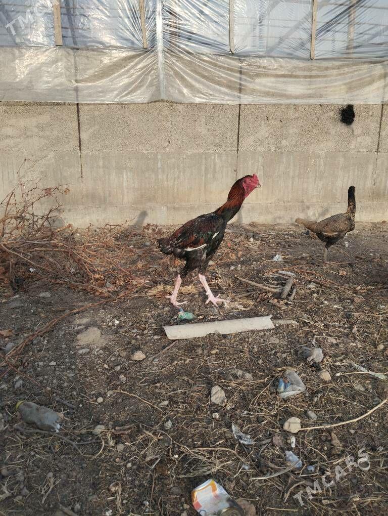 taşkent höraz - Ашхабад - img 1